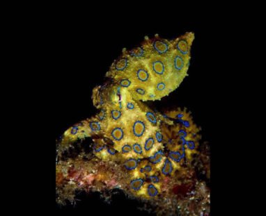 Blue-Ring-Octopus