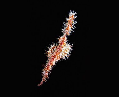 Ghost-Pipefish