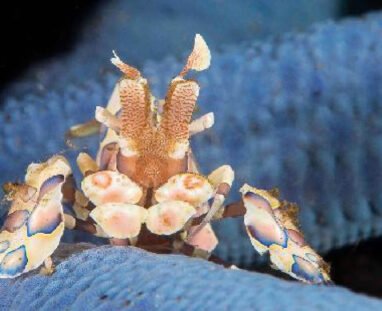 Harlequin-Shrimp