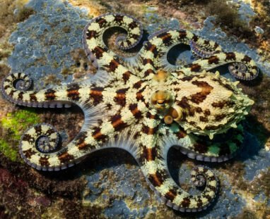 Mimic-Octopus
