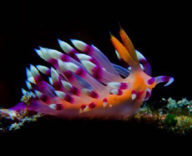 Nudibranchs