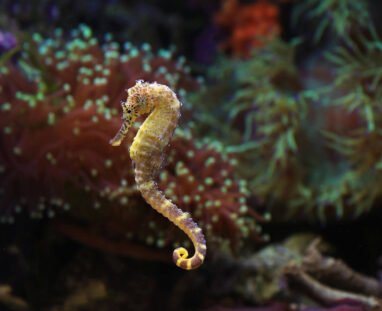 Seahorses
