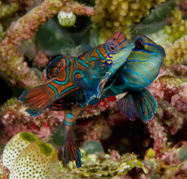Dive-Activities-03