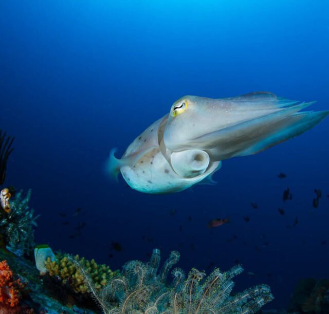 Snorkeling-Activities-02