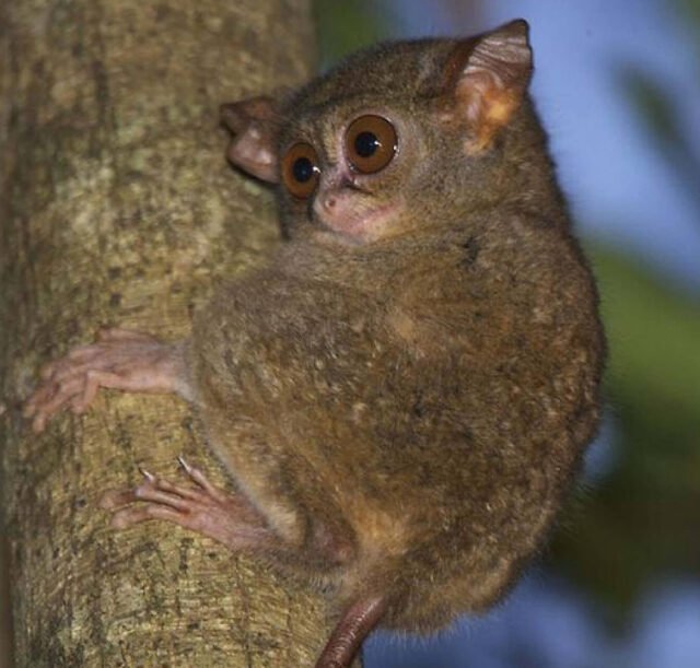 Tangkoko-Nature-Reserve-02