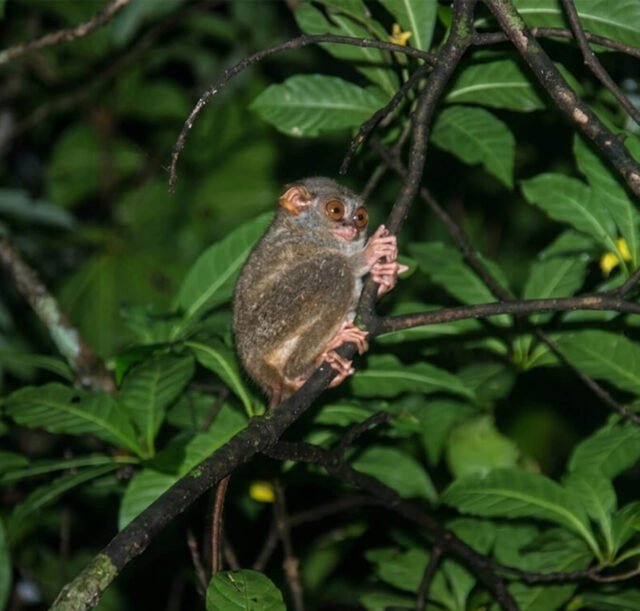 Tangkoko-Nature-Reserve-03