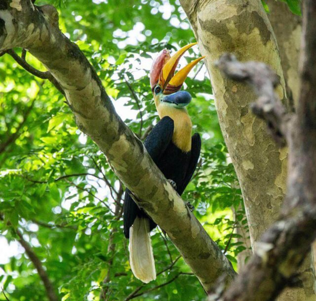 Tangkoko-Nature-Reserve-04