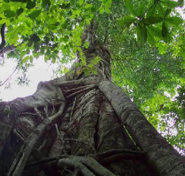 Tangkoko-Nature-Reserve-05