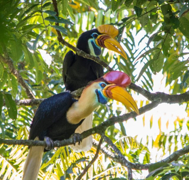 Tangkoko-Nature-Reserve-08-Hornbill