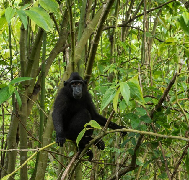 Tangkoko-Nature-Reserve-09-Sander