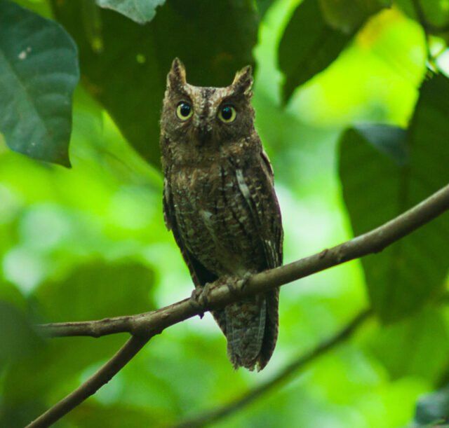 Tangkoko-Nature-Reserve-10-Scoot-Owl