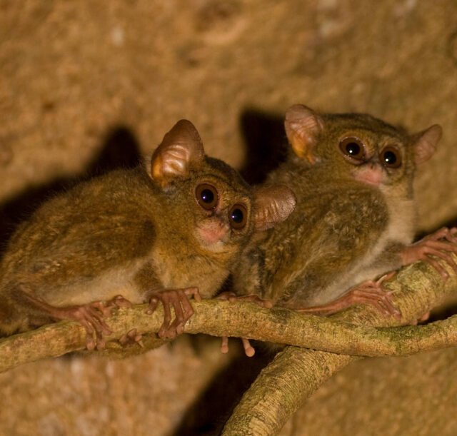 Tangkoko-Nature-Reserve-11-Two-Tarsiers