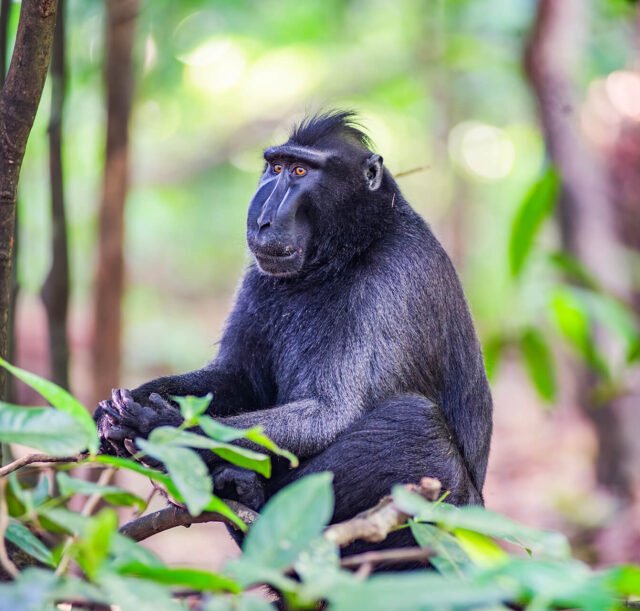 Tangkoko-Nature-Reserve-12-Wildlife