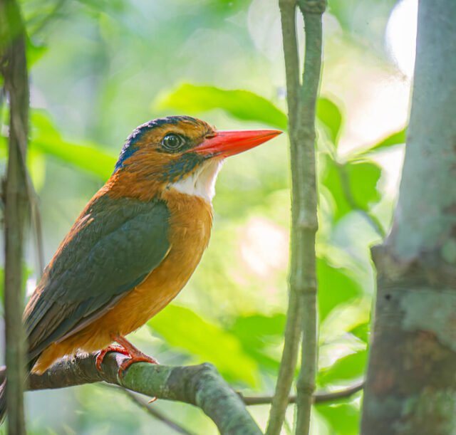 Tangkoko-Nature-Reserve-13-Wildlife